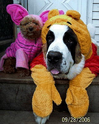 Why Dogs Hate Halloween 15