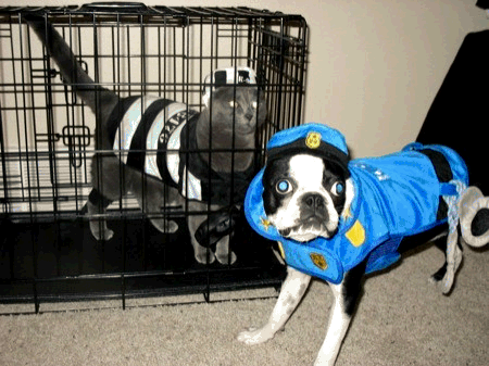 Why Dogs Hate Halloween 21