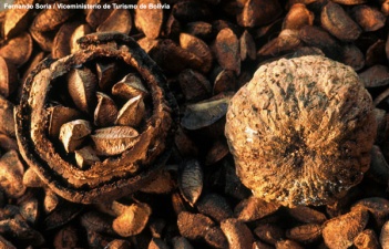 Brazil nut seed pods