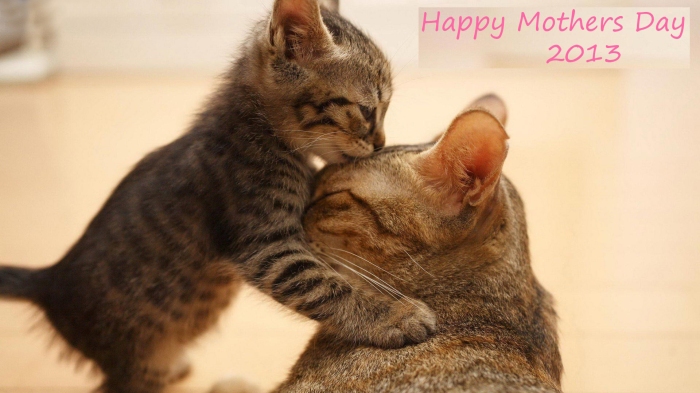 Cute-Cat-Celebrates-Mothers-Day-2013