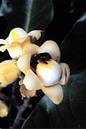 Brazil nut tree pollination