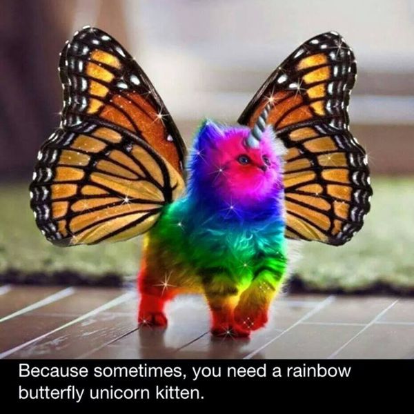 rainbow-butterfly-unicorn-kitten.jpg